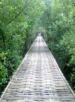 Hutan Mangrove Wonorejo