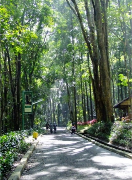 Taman Hutan Raya Bandung