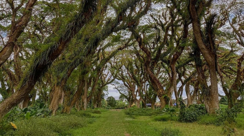 Hutan Djawatan