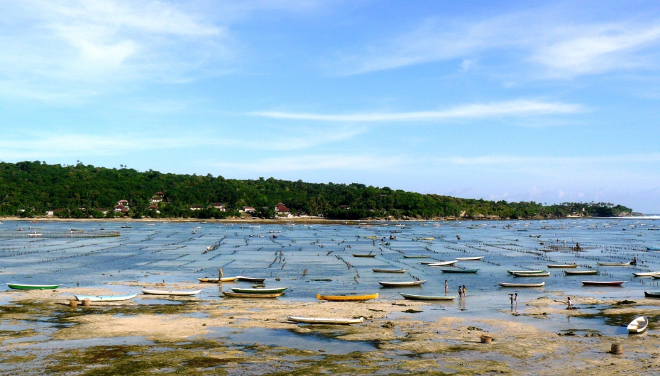 Seaweed Farming Nusa Lembongan