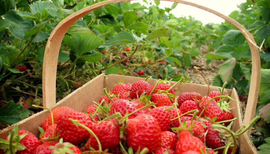 Kebun Strawberry