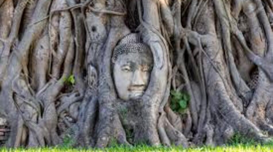 WAT PHRAMAHATHAT BUDHA IN TREE