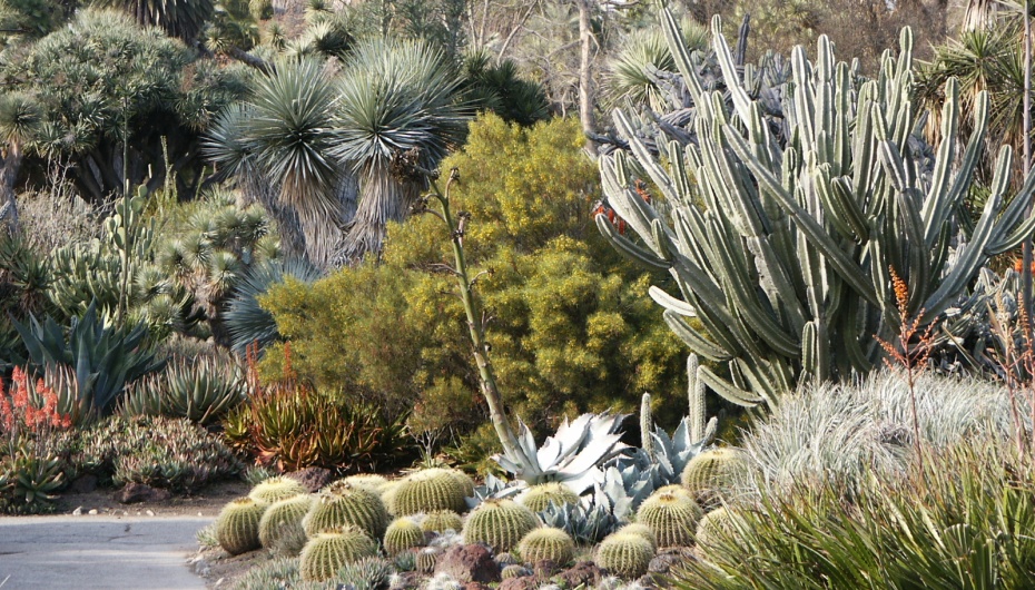 Botanical Cactus Garden