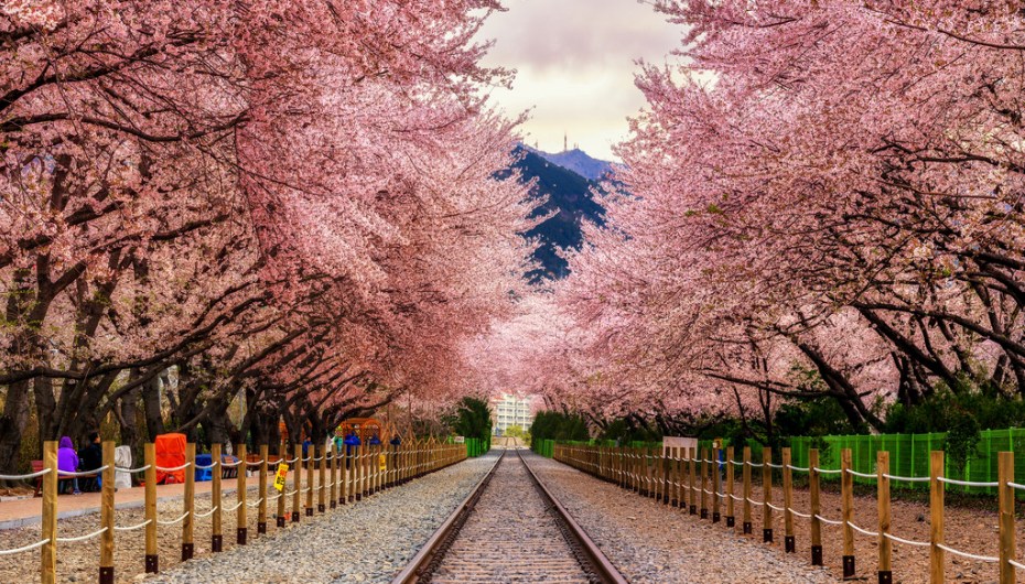 Bunga Sakura di Musim Gugur