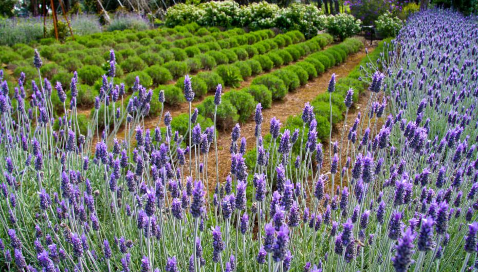 Ashcombe Maze & Lavender Garden