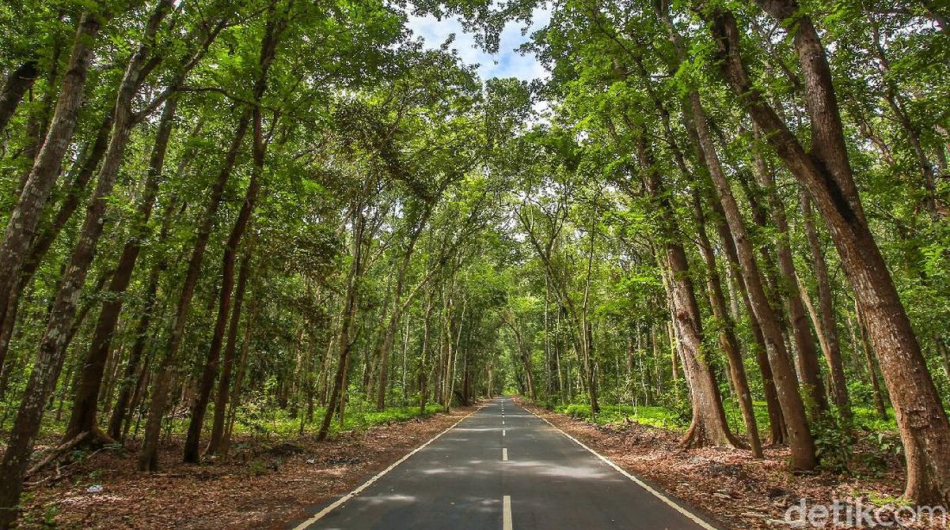 Taman Nasional Alas Purwo