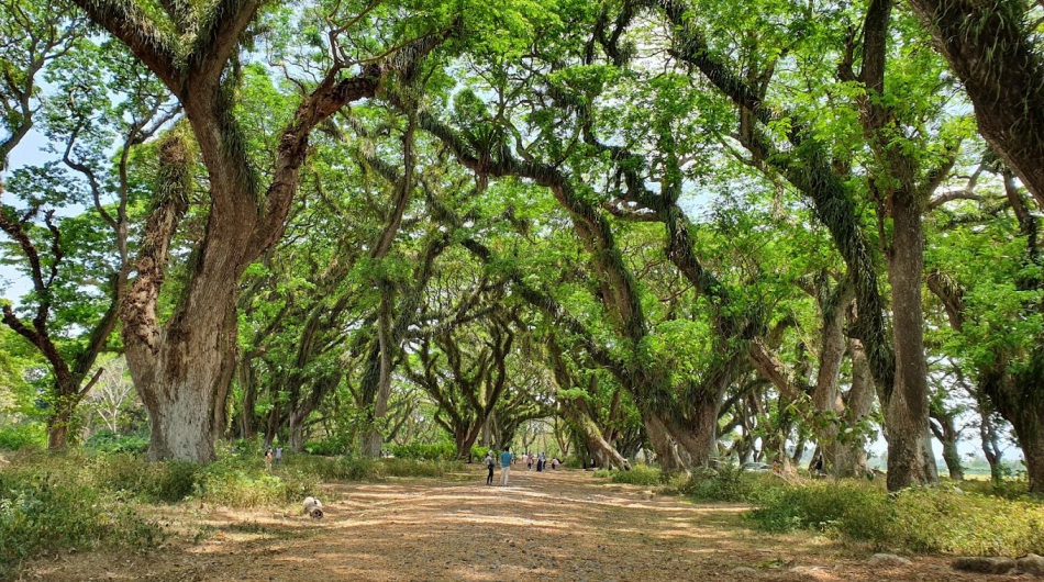 Hutan Djawatan