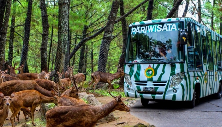 Transportasi di area Taman Safari
