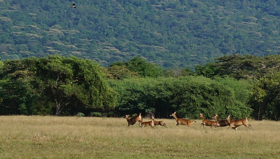 Taman Nasional Baluran